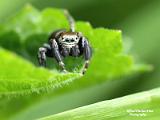 insecten 2022 deel 4